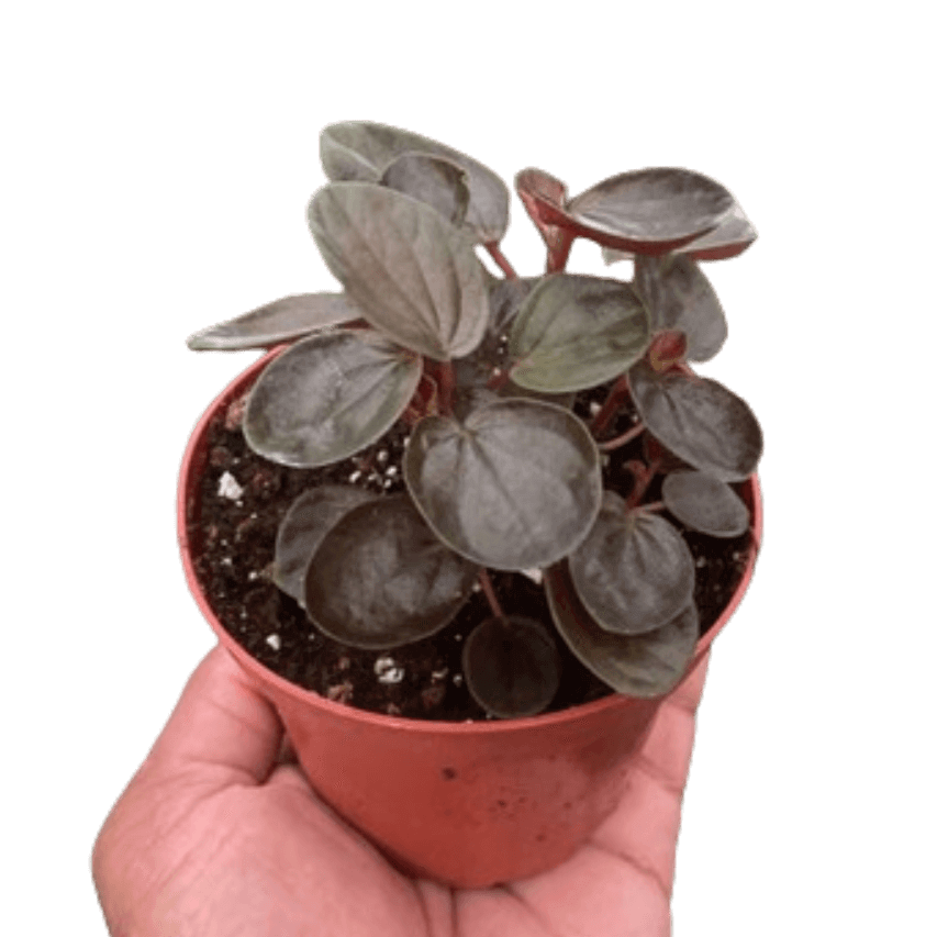 Peperomia 'Rugosa' plant from All About Planties™