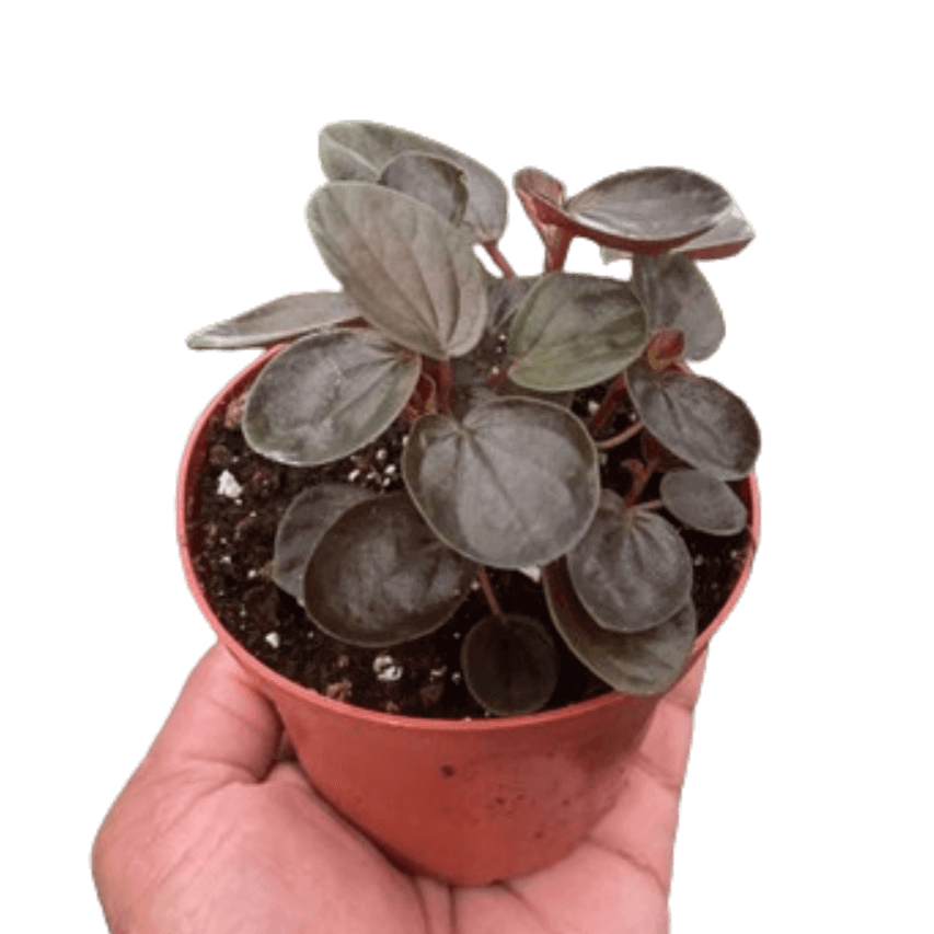 Peperomia 'Rugosa' plant