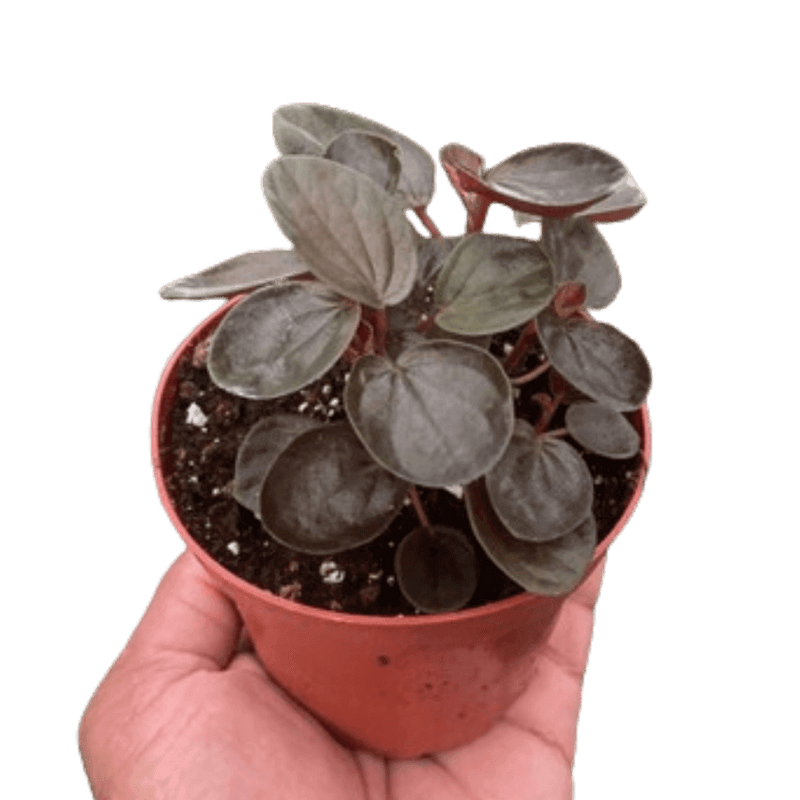 Peperomia 'Rugosa' plant