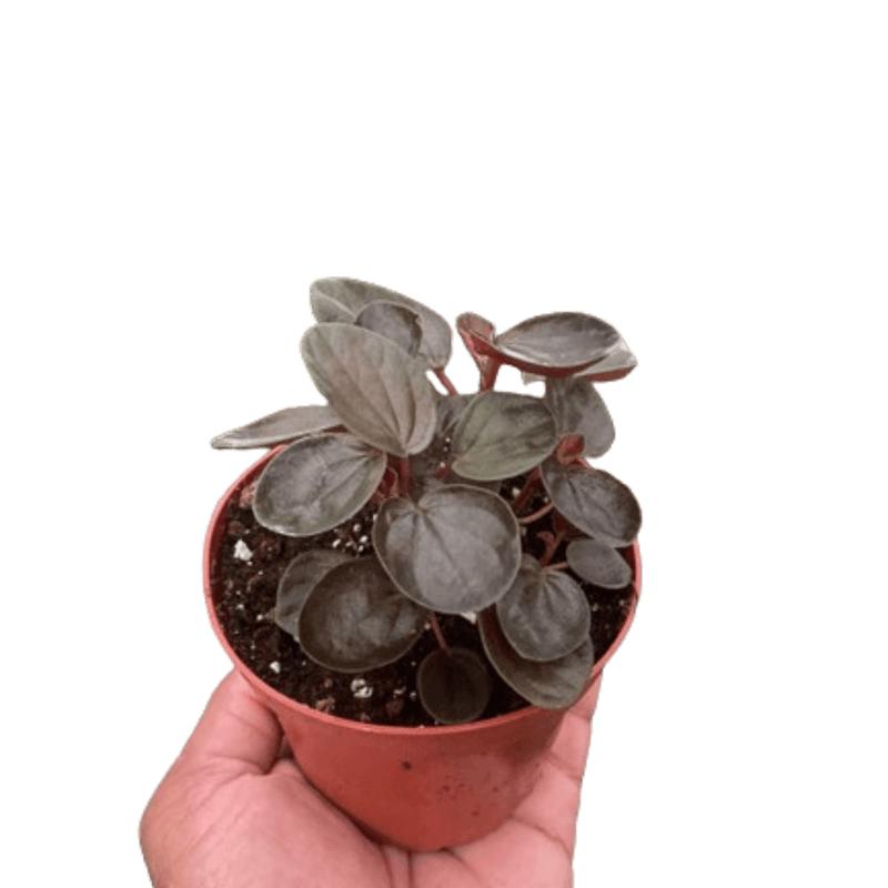 Peperomia 'Rugosa'