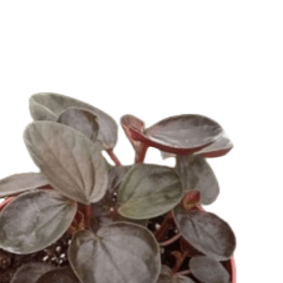 Peperomia 'Rugosa' closeup