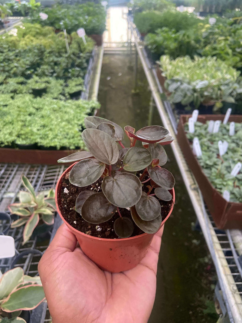 Peperomia 'Rugosa' in a nursery