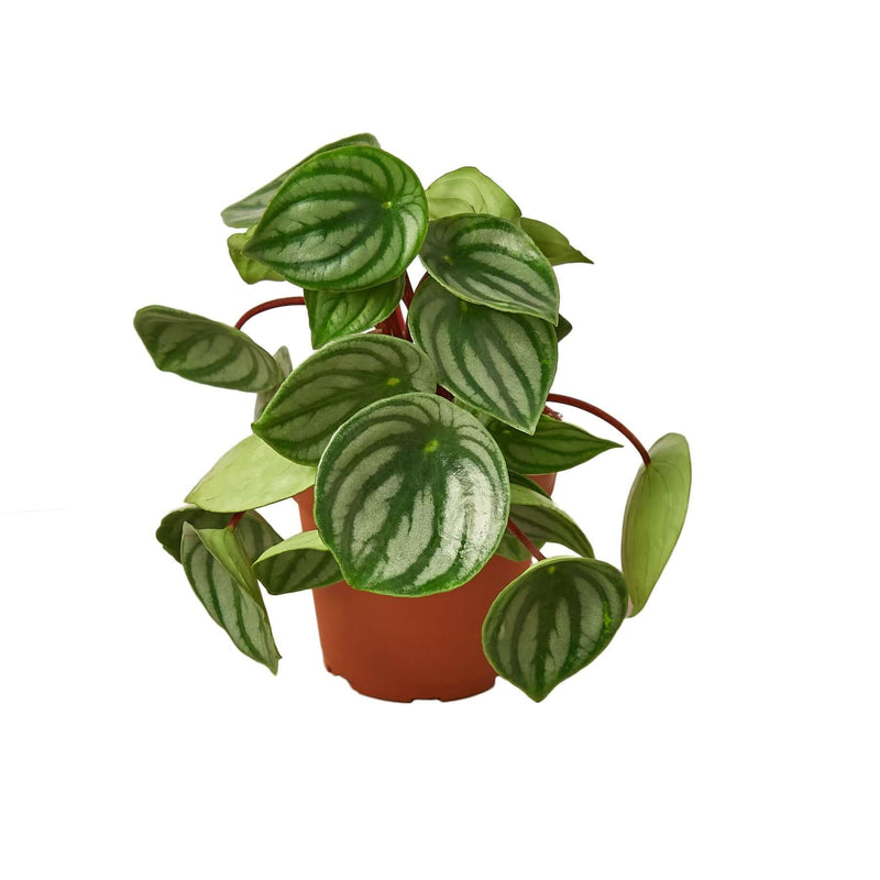 Peperomia Watermelon | Houseplant | All About Planties