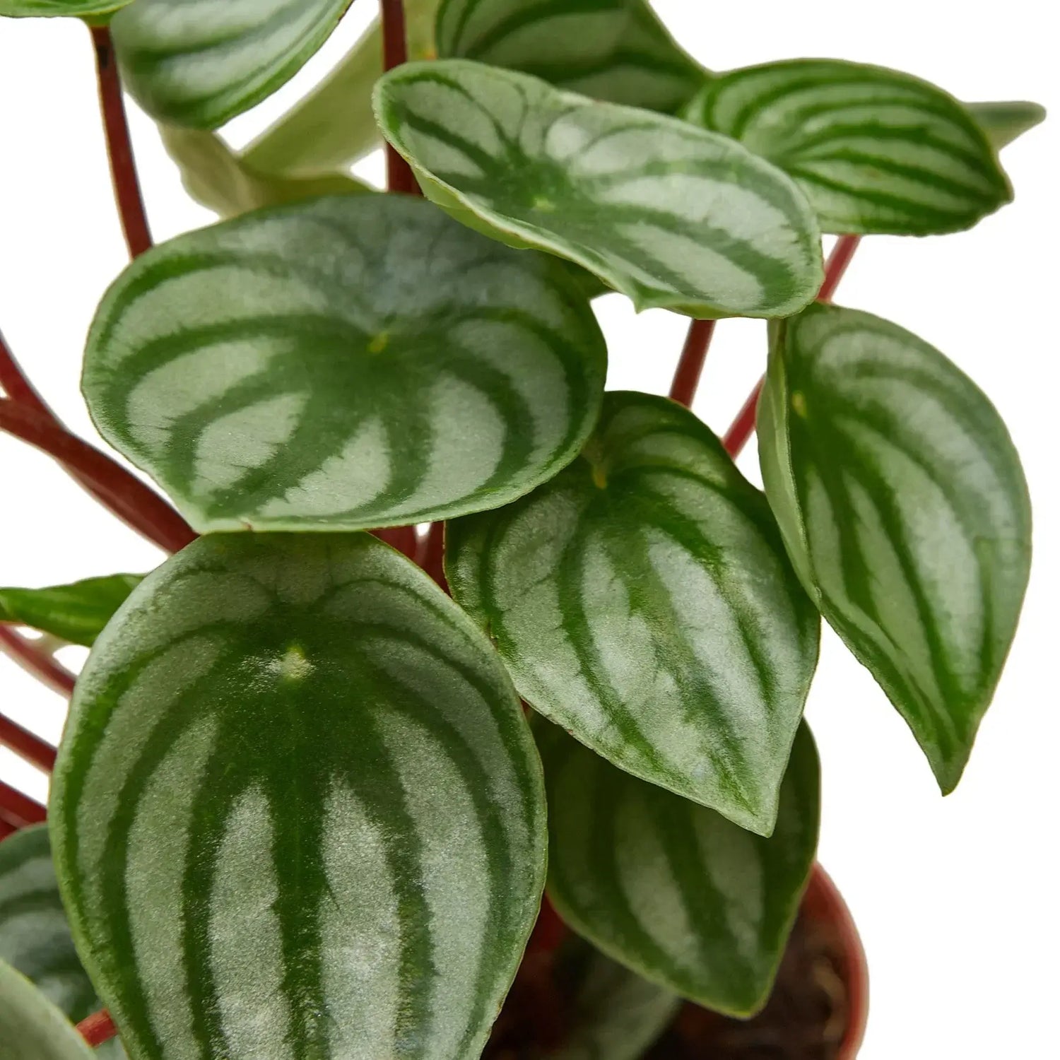 watermelon indoor plant Peperomia Watermelon