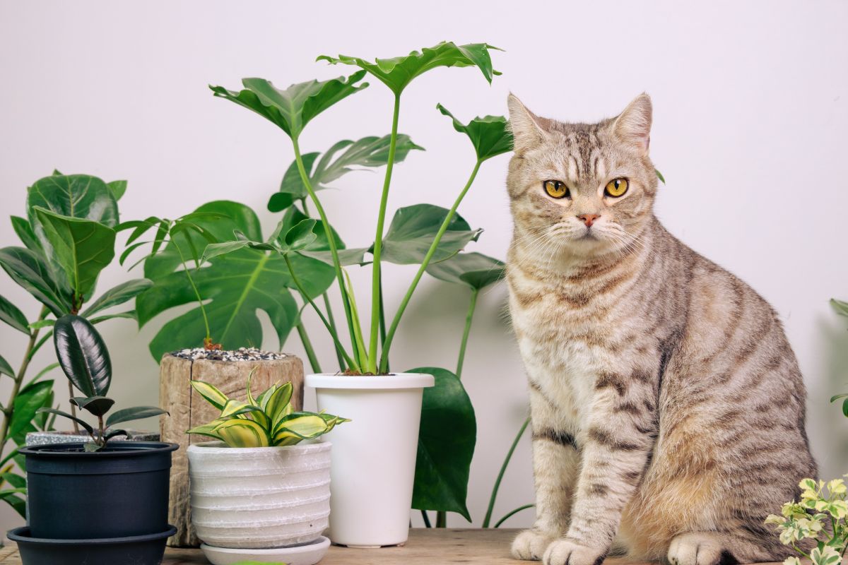 Cat next to indoor plants in pots on wood table