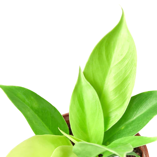 Close up of Philodendron Live Plant from All About Planties