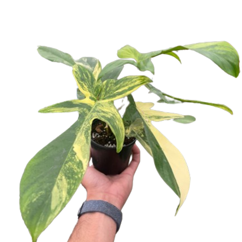 r*n様 510 斑入り Philodendron'Florida Beauty Philodendron Florida Beauty Variegated | Rare & Stunning
