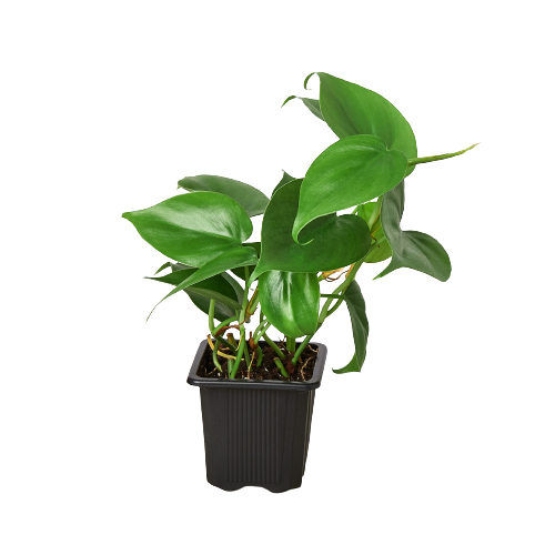 Philodendron Cordatum in a 3inch nursery pot | Houseplant | All About Planties