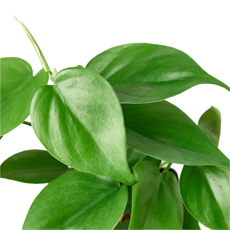 Closeup of Philodendron Cordatum Plant | Indoor Plant | All About Planties