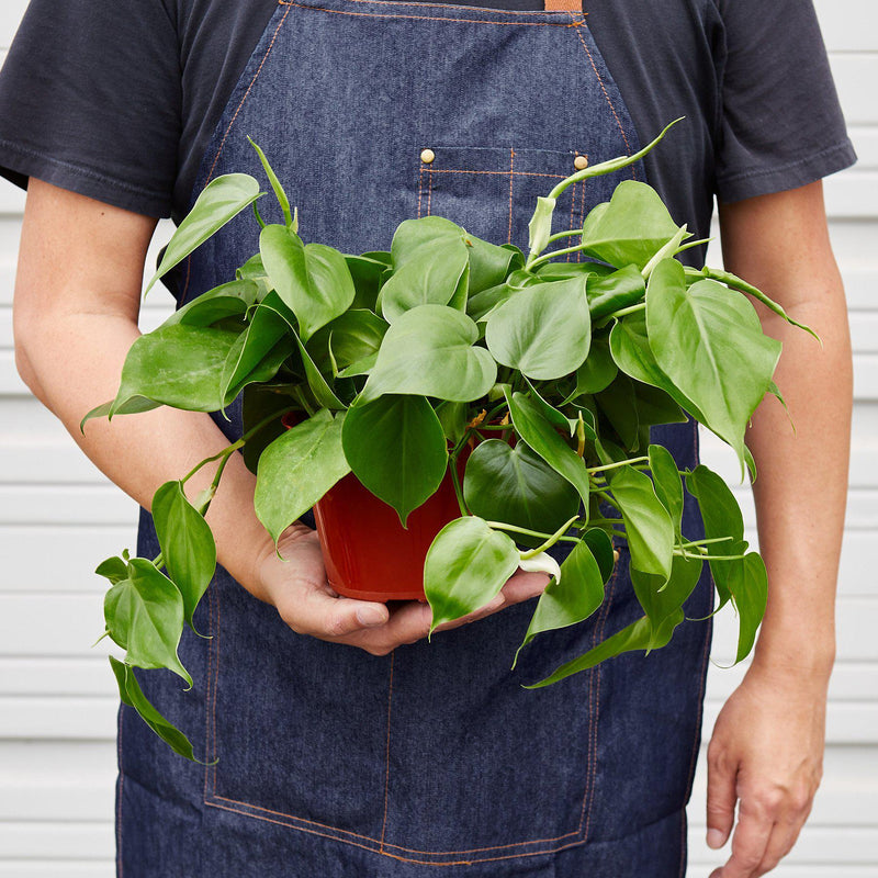 Person holding a Philodendron Cordatum | Houseplant | All About Planties