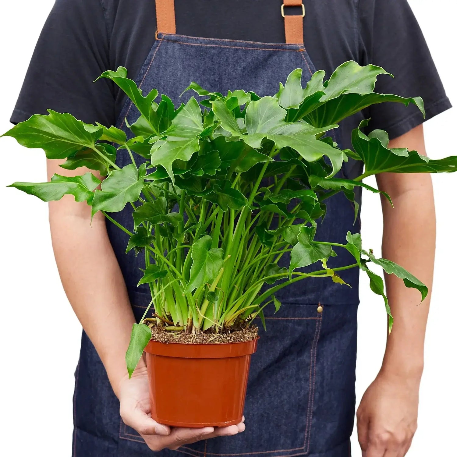 Philodendron 'Little Hope' (Selloum) | Split-Leaf Tropical Live Plant  All  About Planties
