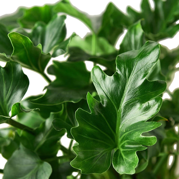 live split leaf philodendron Philodendron ‘Little Hope'