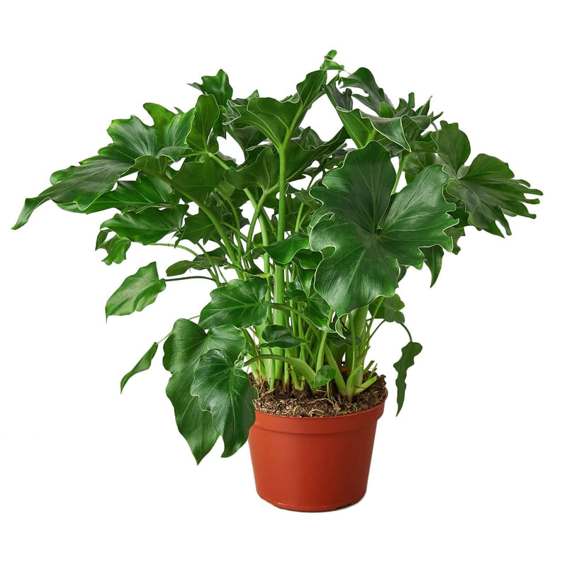 Philodendron Little Hope houseplant with glossy wavy-edged leaves in orange nursery pot on white background