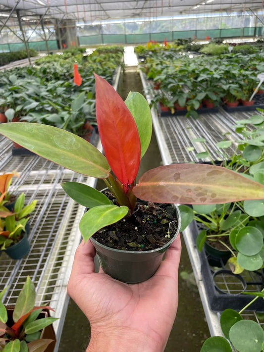 Philodendron 'Sun Red' Indoor Plant at All About Planties