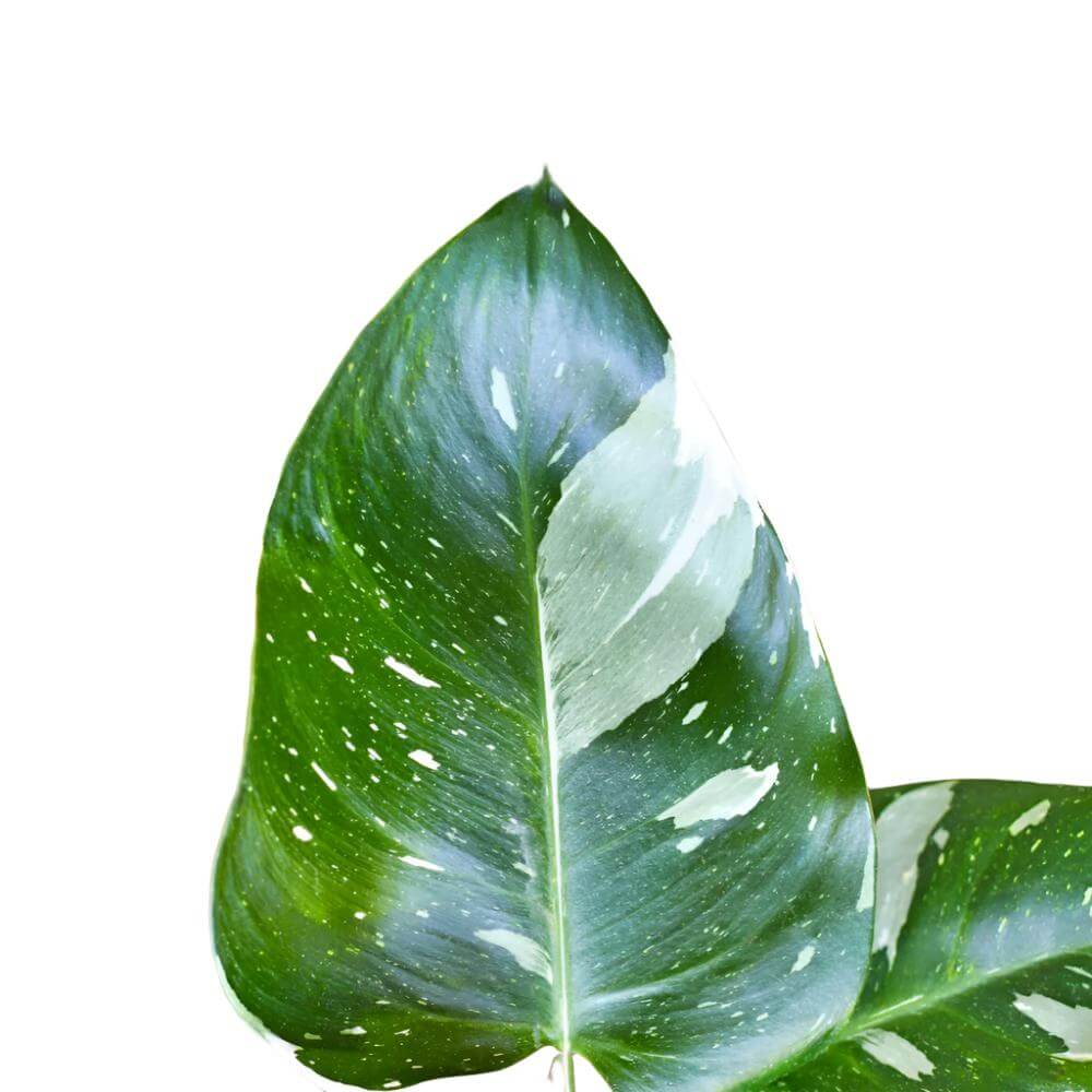 Philodendron 'White Princess' leaves closeup by All About Planties
