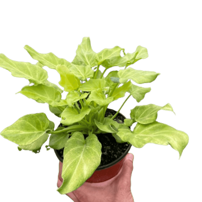 philodendron-xanadu-variegated plant from All About Planties™