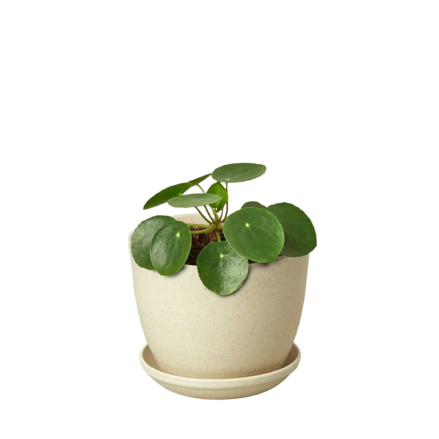 Pilea Peperomioides | Easy-Care Indoor Plant | All About Planties