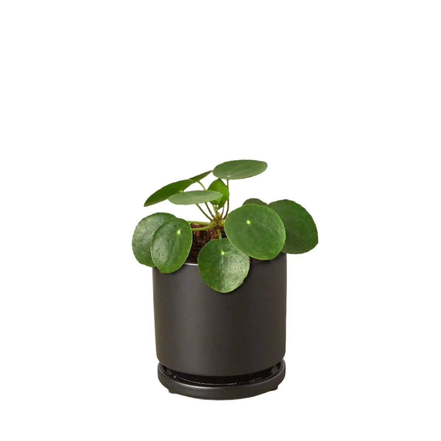 Pilea Peperomioides | Easy-Care Indoor Plant | All About Planties