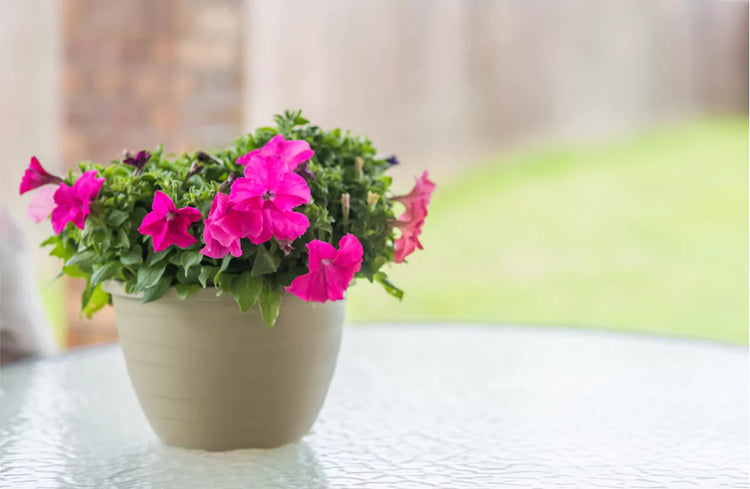 Houseplant flowered with pink flowers on glass top in patio  | All About Planties