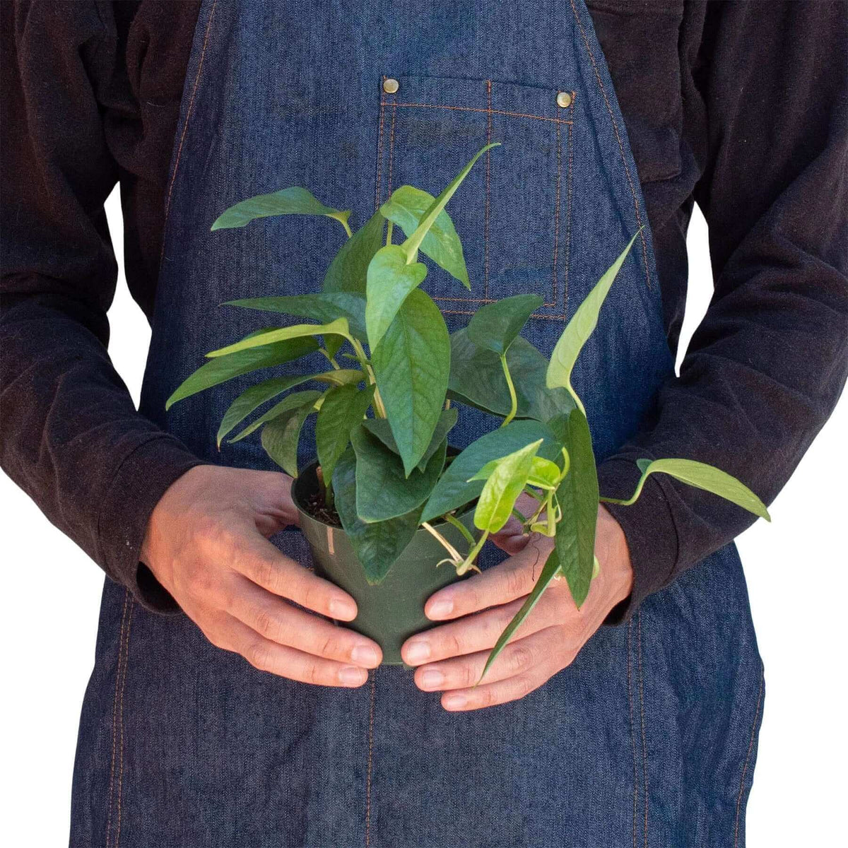 buy cebu blue pothos Pothos 'Cebu Blue' 4" Pot