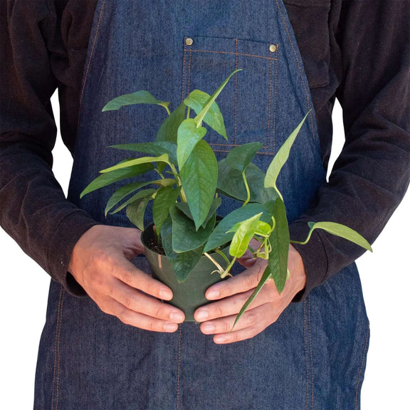 person holding a Pothos Cebu Blue plant 4inch pot