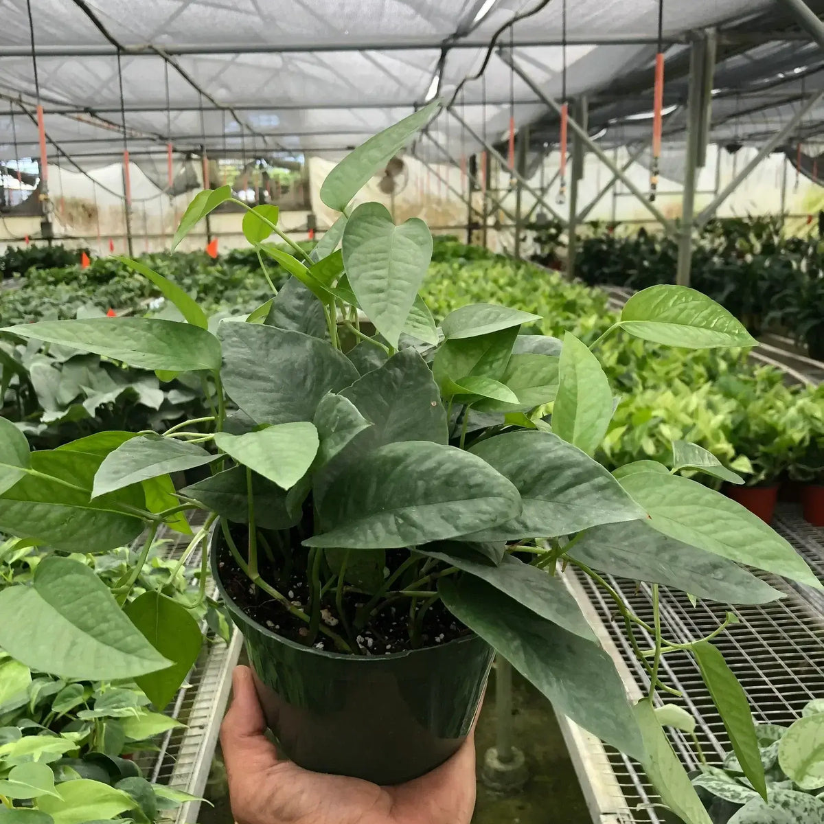 Pothos Cebu Blue plant 4inch pot in a nursery