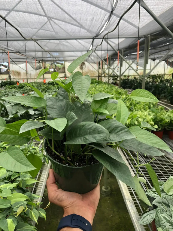 pothos philippines Pothos Cebu Blue