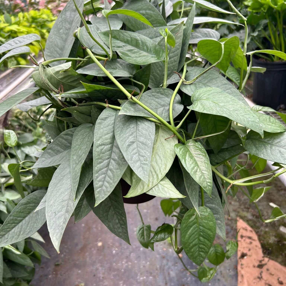 Pothos Cebu Blue plant 8inch pot nursery