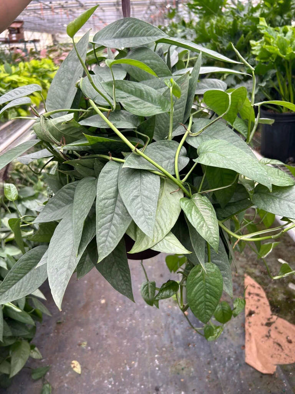 cebu blue pothos mother plant Pothos Cebu Blue