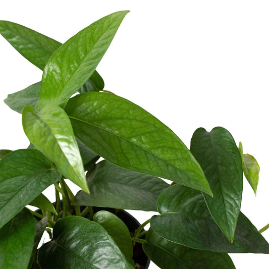 Pothos Cebu Blue plant leaves close up