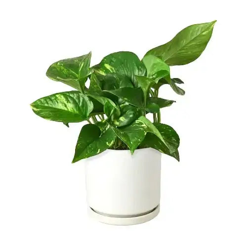 Golden Pothos in white ceramic pot - modern indoor plant for bright indirect light