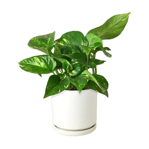 pothos golden in a white round pot