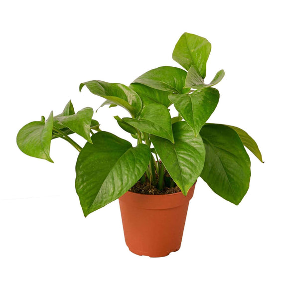 pothos verde Pothos 'Green Queen' 4" Pot