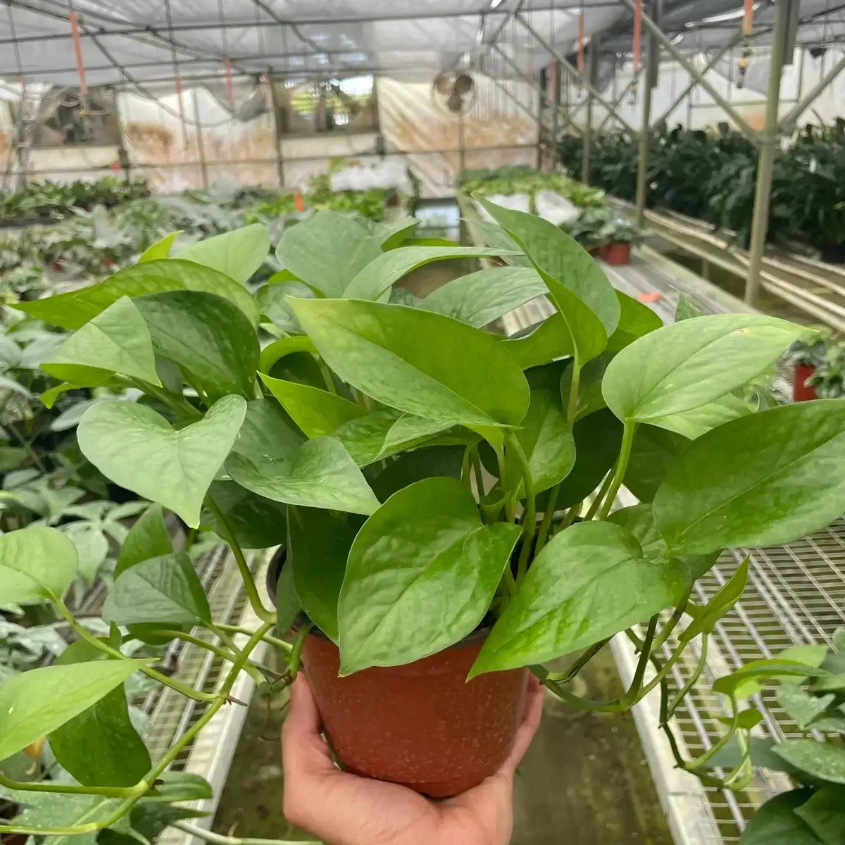 Pothos 'Green Queen' Plants at All About Planties
