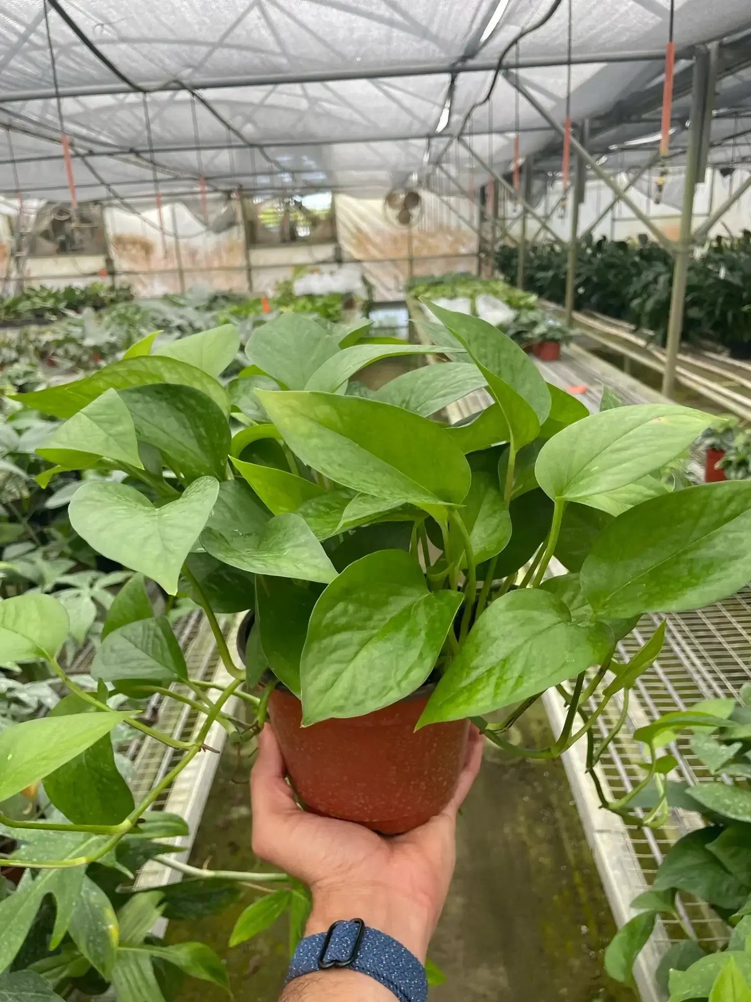 green pothos plant Pothos 'Green Queen' 6" Pot