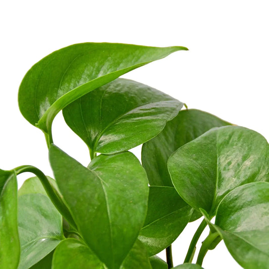 Pothos 'Green Queen' Plants at All About Planties