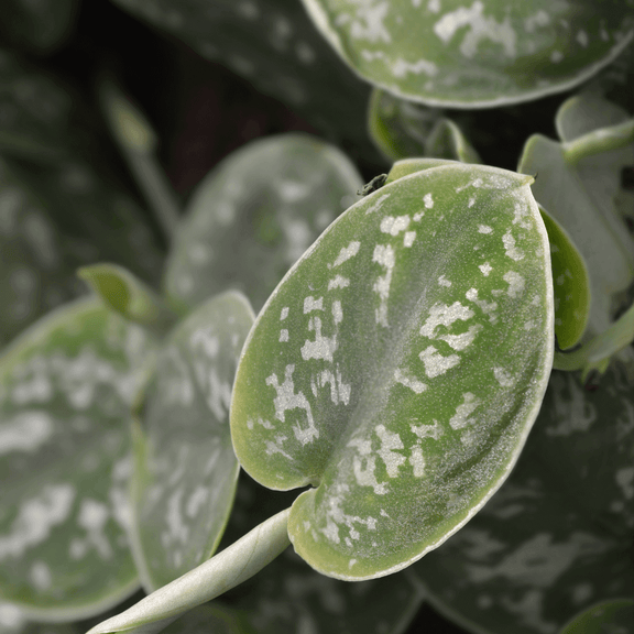 pothos with silver spots Satin Pothos