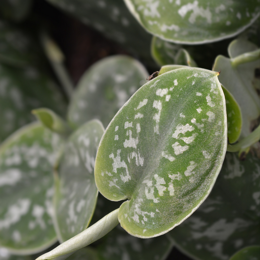 Pothos 'Satin' Closeup