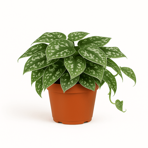 Potted Pothos Satin Silver Live  plant with green leaves on a white background
