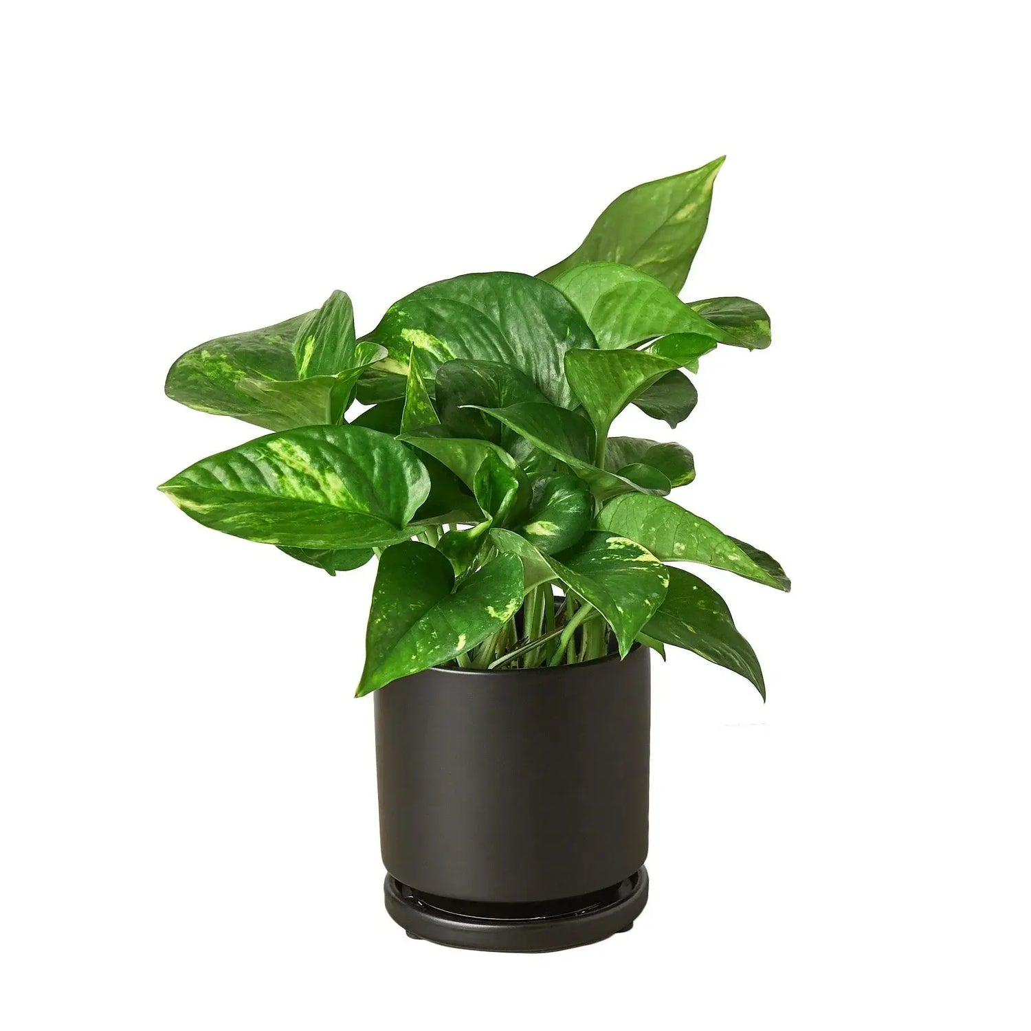 pothos-golden in a black rounded pot