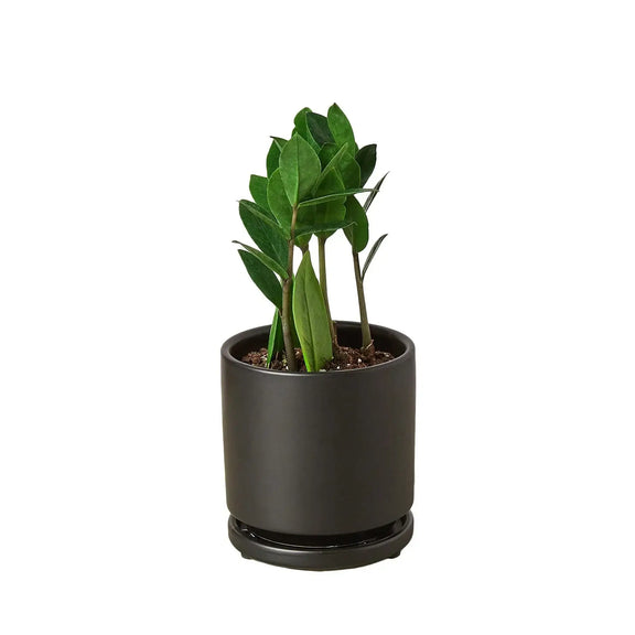 ZZ plant in a black decorative pot