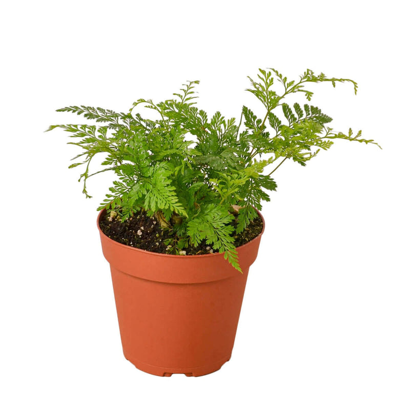 Rabbit's Foot Fern | Unique & Easy-Care Houseplant – All About Planties