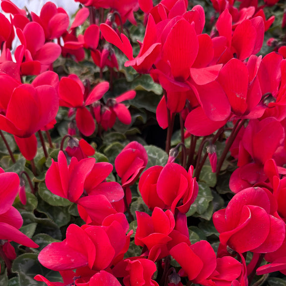 Red Cyclamen Flowes Closeup by All About Planties