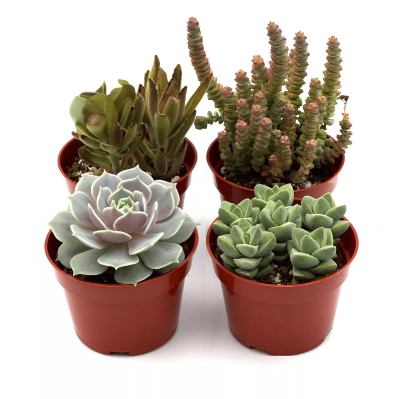 Succulents Variety 4pack | Succulents | All About Planties