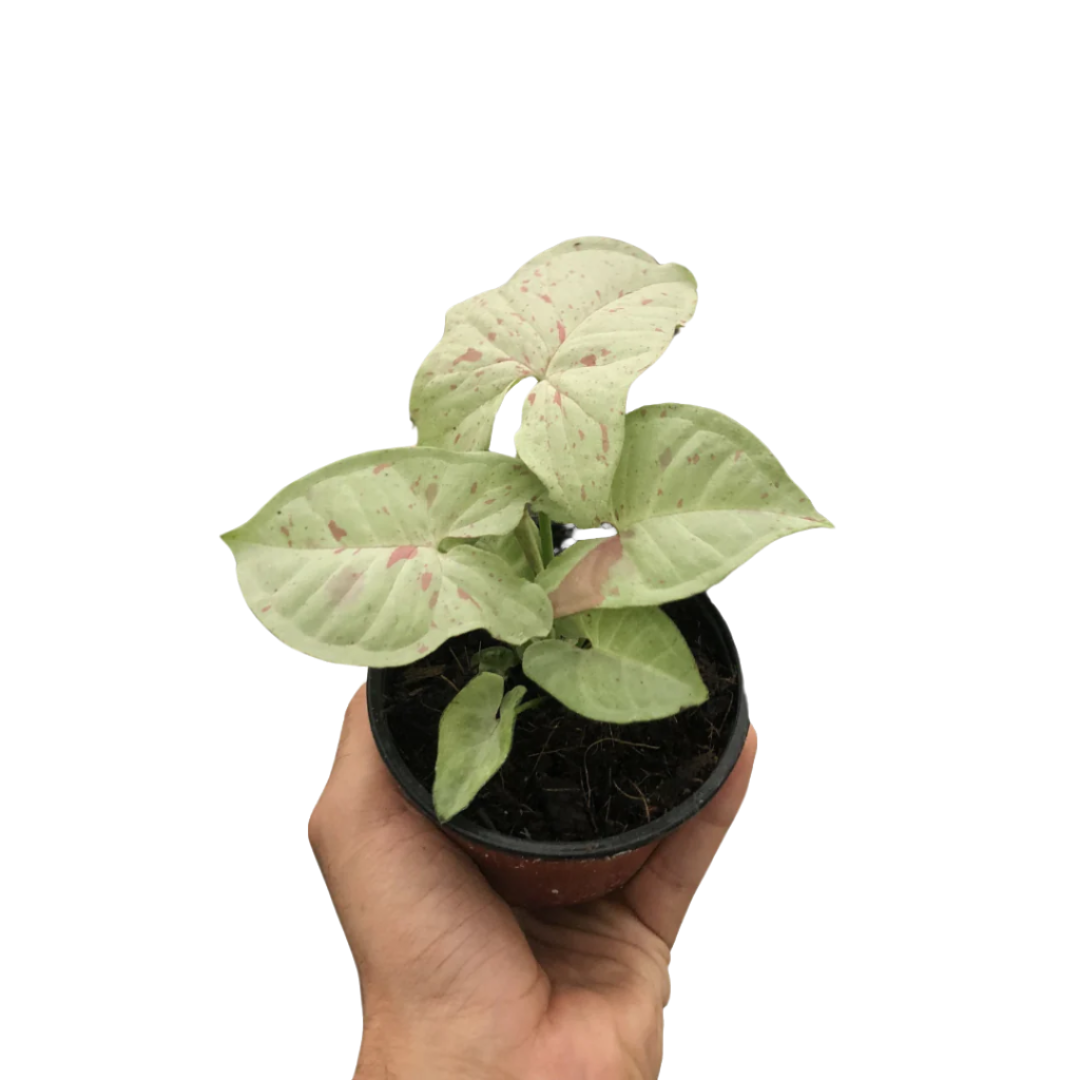 syngonium milk confetti plant