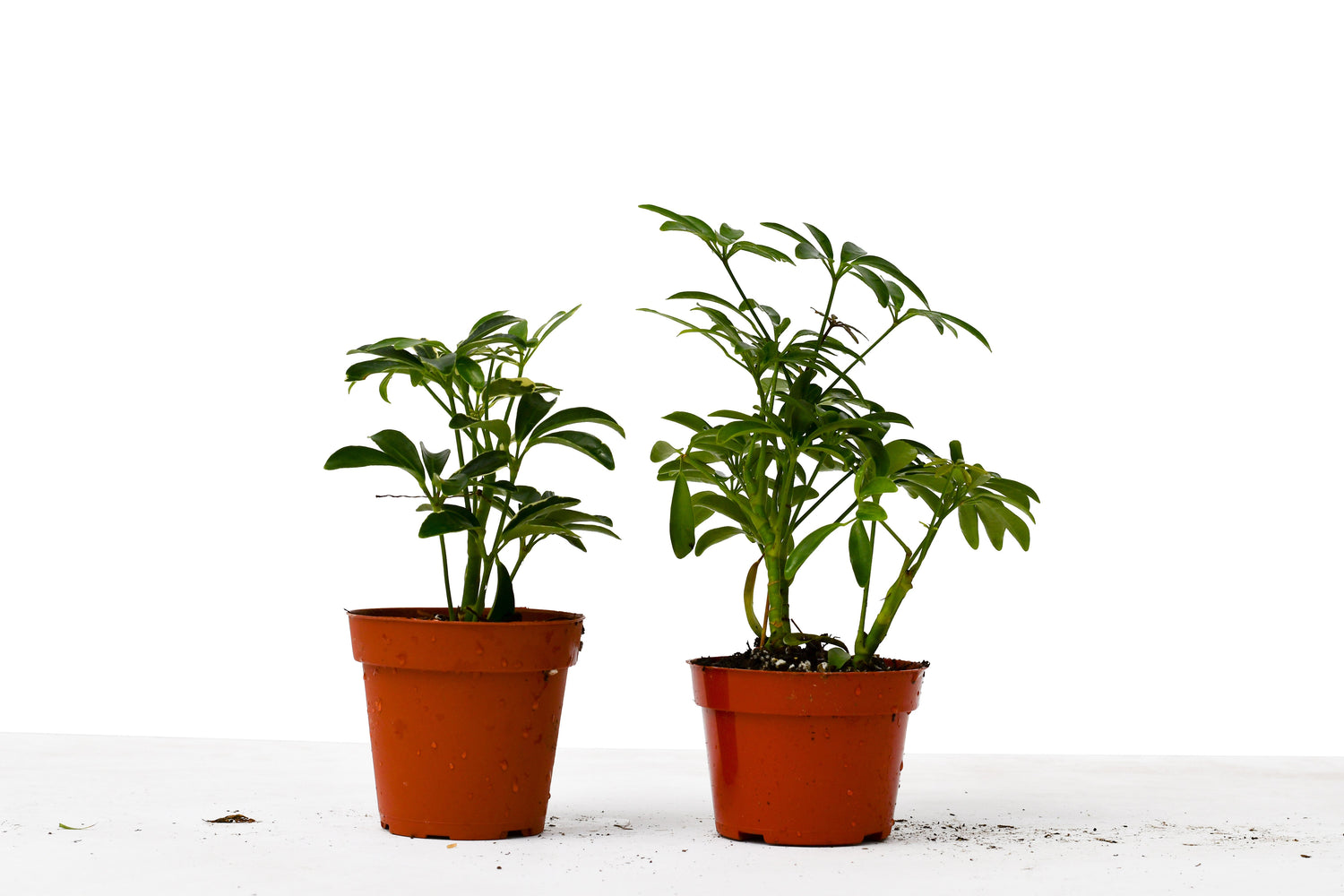 Schefflera Plants Variety Pack | All About Planties