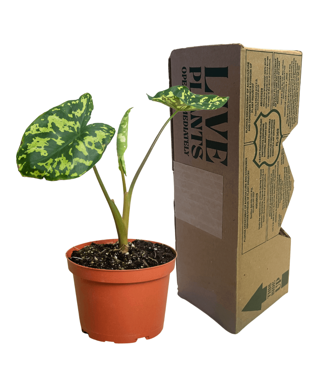 Alocasia Hilo Belleza 