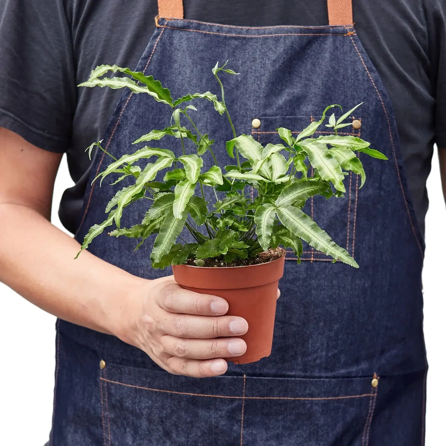 Person holding a Silver Ribbon Fern | Pet-Friendly Indoor Plant | All About Planties