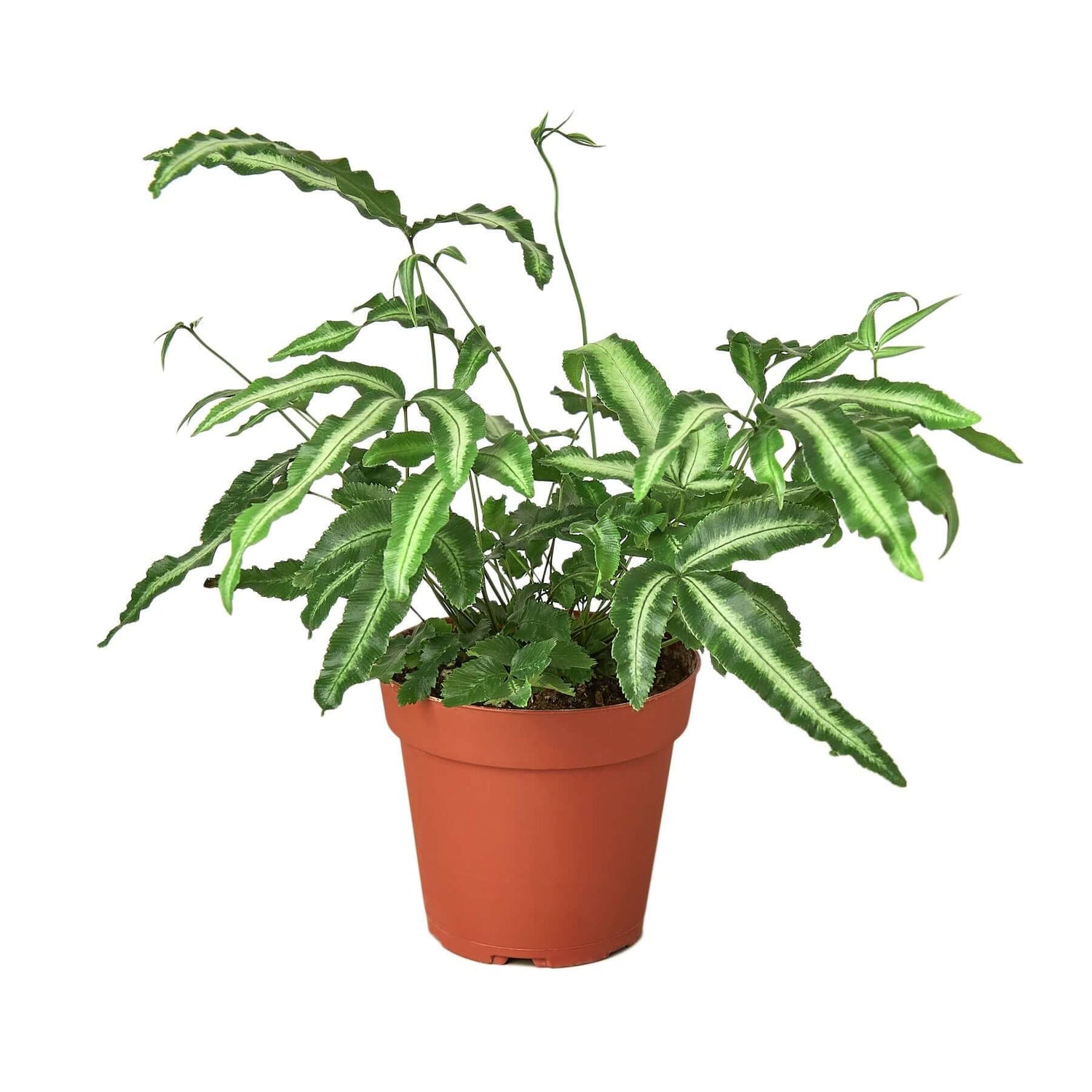 silver fern indoor plant Pteris Cretica 'Albo Fern' 6" Pot