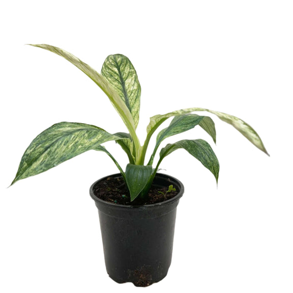 peace lily jessica Spathiphyllum Jessica